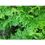 Zdjęcia użytkowników Xiaomi Pocophone F1 Zdjęcia użytkowników Xiaomi Pocophone F1