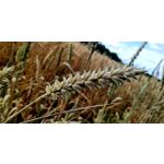 Zdjęcia użytkowników Xiaomi Pocophone F1 Zdjęcia użytkowników Xiaomi Pocophone F1