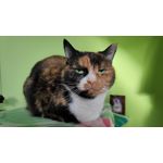 Zdjęcia użytkowników Xiaomi Pocophone F1 Zdjęcia użytkowników Xiaomi Pocophone F1