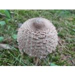 Zdjęcia użytkowników Xiaomi Pocophone F1 Zdjęcia użytkowników Xiaomi Pocophone F1