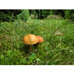 Zdjęcia użytkowników Xiaomi Pocophone F1 Zdjęcia użytkowników Xiaomi Pocophone F1