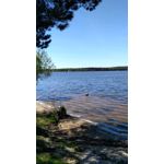 Zdjęcia użytkowników Xiaomi Redmi 3S