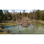 Zdjęcia użytkowników Xiaomi Redmi 4 High Edition Zdjęcia użytkowników Xiaomi Redmi 4 High Edition