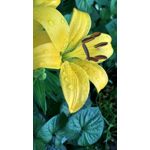 Zdjęcia użytkowników Xiaomi Redmi 4X