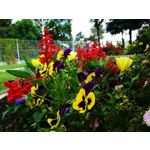 Zdjęcia użytkowników Xiaomi Redmi 4X