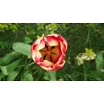 Zdjęcia użytkowników Xiaomi Redmi 4X