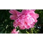 Zdjęcia użytkowników Xiaomi Redmi 4X