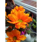 Zdjęcia użytkowników Xiaomi Redmi 4X