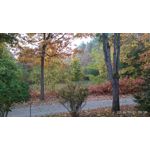 Zdjęcia użytkowników Xiaomi Redmi 4X