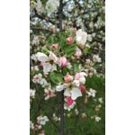 Zdjęcia użytkowników Xiaomi Redmi 4X