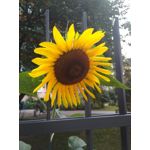 Zdjęcia użytkowników Xiaomi Redmi 4X