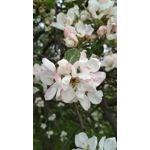 Zdjęcia użytkowników Xiaomi Redmi 4X