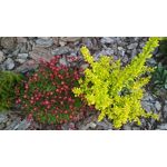 Zdjęcia użytkowników Xiaomi Redmi 4X