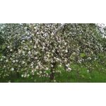 Zdjęcia użytkowników Xiaomi Redmi 4X