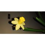 Zdjęcia użytkowników Xiaomi Redmi 5 Plus