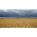 Zdjęcia użytkowników Xiaomi Redmi 5