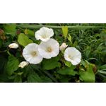 Zdjęcia użytkowników Xiaomi Redmi 5