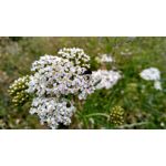 Zdjęcia użytkowników Xiaomi Redmi 5