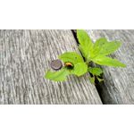 Zdjęcia użytkowników Xiaomi Redmi 5