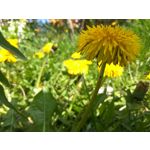 Zdjęcia użytkowników Xiaomi Redmi Note 3 Pro Zdjęcia użytkowników Xiaomi Redmi Note 3 Pro