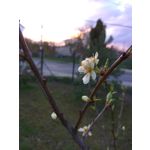 Zdjęcia użytkowników Xiaomi Redmi Note 3 Pro Zdjęcia użytkowników Xiaomi Redmi Note 3 Pro