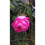 Zdjęcia użytkowników Xiaomi Redmi Note 4
