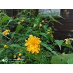 Zdjęcia użytkowników Xiaomi Redmi Note 5 AI Dual Camera Zdjęcia użytkowników Xiaomi Redmi Note 5 AI Dual Camera