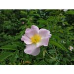 Zdjęcia użytkowników Xiaomi Redmi Note 5 AI Dual Camera Zdjęcia użytkowników Xiaomi Redmi Note 5 AI Dual Camera