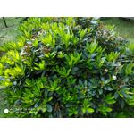 Zdjęcia użytkowników Xiaomi Redmi Note 5 AI Dual Camera Zdjęcia użytkowników Xiaomi Redmi Note 5 AI Dual Camera