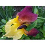 Zdjęcia użytkowników Xiaomi Redmi Note 5 AI Dual Camera Zdjęcia użytkowników Xiaomi Redmi Note 5 AI Dual Camera