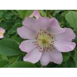 Zdjęcia użytkowników Xiaomi Redmi Note 5 AI Dual Camera Zdjęcia użytkowników Xiaomi Redmi Note 5 AI Dual Camera