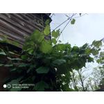 Zdjęcia użytkowników Xiaomi Redmi Note 5 AI Dual Camera Zdjęcia użytkowników Xiaomi Redmi Note 5 AI Dual Camera