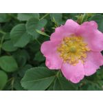 Zdjęcia użytkowników Xiaomi Redmi Note 5 AI Dual Camera Zdjęcia użytkowników Xiaomi Redmi Note 5 AI Dual Camera