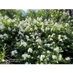 Zdjęcia użytkowników Xiaomi Redmi Note 5 AI Dual Camera Zdjęcia użytkowników Xiaomi Redmi Note 5 AI Dual Camera