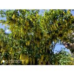 Zdjęcia użytkowników Xiaomi Redmi Note 5 AI Dual Camera Zdjęcia użytkowników Xiaomi Redmi Note 5 AI Dual Camera