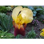 Zdjęcia użytkowników Xiaomi Redmi Note 5 AI Dual Camera Zdjęcia użytkowników Xiaomi Redmi Note 5 AI Dual Camera