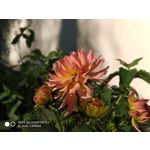 Zdjęcia użytkowników Xiaomi Redmi Note 5 AI Dual Camera Zdjęcia użytkowników Xiaomi Redmi Note 5 AI Dual Camera