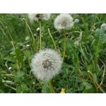 Zdjęcia użytkowników Xiaomi Redmi Note 5 AI Dual Camera Zdjęcia użytkowników Xiaomi Redmi Note 5 AI Dual Camera