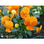 Zdjęcia użytkowników Xiaomi Redmi Note 5 AI Dual Camera Zdjęcia użytkowników Xiaomi Redmi Note 5 AI Dual Camera