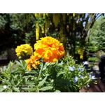 Zdjęcia użytkowników Xiaomi Redmi Note 5 AI Dual Camera Zdjęcia użytkowników Xiaomi Redmi Note 5 AI Dual Camera