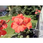 Zdjęcia użytkowników Xiaomi Redmi Note 5 AI Dual Camera Zdjęcia użytkowników Xiaomi Redmi Note 5 AI Dual Camera