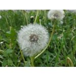 Zdjęcia użytkowników Xiaomi Redmi Note 5 AI Dual Camera Zdjęcia użytkowników Xiaomi Redmi Note 5 AI Dual Camera