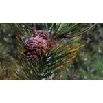 Zdjęcia użytkowników Xiaomi Redmi Note 5 Pro Zdjęcia użytkowników Xiaomi Redmi Note 5 Pro