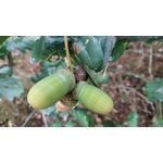 Zdjęcia użytkowników Xiaomi Redmi Note 5 Pro Zdjęcia użytkowników Xiaomi Redmi Note 5 Pro