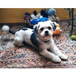 Zdjęcia użytkowników Xiaomi Redmi Note 5 Pro Zdjęcia użytkowników Xiaomi Redmi Note 5 Pro