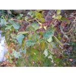 Zdjęcia użytkowników Xiaomi Redmi Note 5 Pro Zdjęcia użytkowników Xiaomi Redmi Note 5 Pro