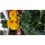 Zdjęcia użytkowników Xiaomi Redmi Note 5 Pro Zdjęcia użytkowników Xiaomi Redmi Note 5 Pro