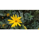 Zdjęcia użytkowników Xiaomi Redmi Note 5 Pro Zdjęcia użytkowników Xiaomi Redmi Note 5 Pro