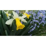 Zdjęcia użytkowników Xiaomi Redmi Pro