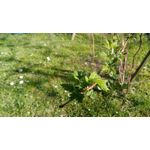 Zdjęcia użytkowników Xiaomi Redmi Pro